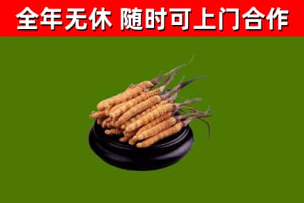 台前县回收冬虫夏草