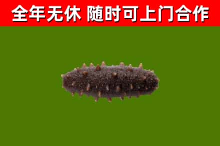 台前县回收海参干
